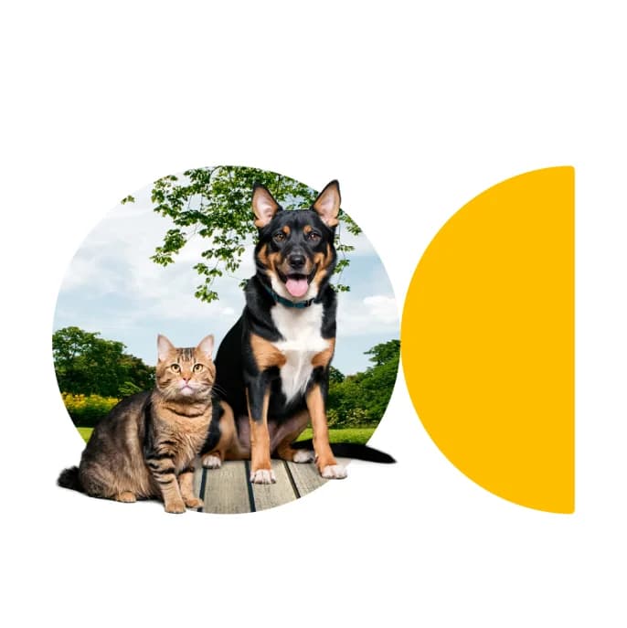 Pawsitive Protection