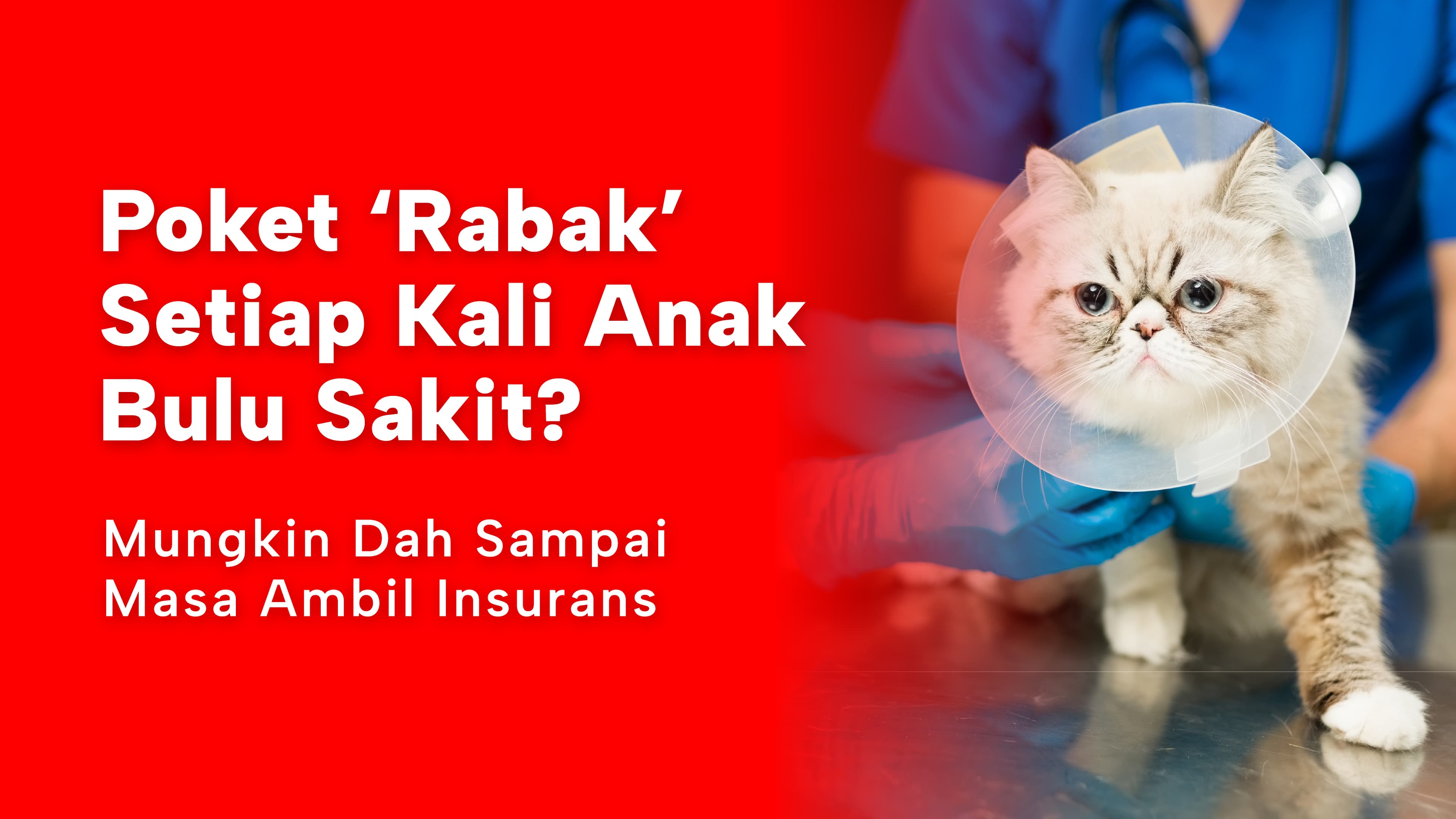 Poket ‘Rabak’ Setiap Kali Anak Bulu Sakit? Mungkin Dah Sampai Masa Ambil Insurans Kucing!